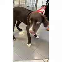 Foto dell\'animale cane - Matr. 2023/1315 - Microchip 380260045015865