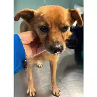 Foto dell\'animale cane - Matr. 2023/2100 - Microchip 380260044929751