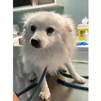 Foto dell\'animale cane - Matr. 2023/2103 - Microchip 380260101730176