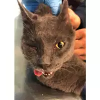 Foto dell\'animale gatto - Matr. 2023/2105 - Microchip 380260044930125