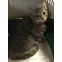 Foto dell\'animale gatto - Matr. 2023/2106 - Microchip 380260044930033