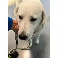 Foto dell\'animale cane - Matr. 2023/2112 - Microchip 380260044927075