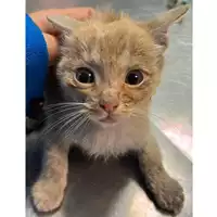 Foto dell\'animale gatto - Matr. 2023/2113 - Microchip 380260044926628