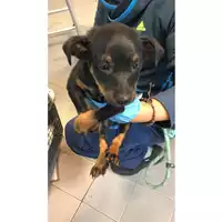 Foto dell\'animale cane - Matr. 2023/2115 - Microchip 380260044730347