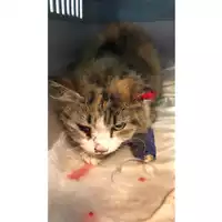 Foto dell\'animale gatto - Matr. 2023/2116 - Microchip 380260044731156