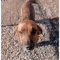 Foto dell\'animale cane - Matr. 2023/2118 - Microchip 380260044929878
