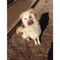 Foto dell\'animale cane - Matr. 2016/1859 - Microchip 380260042788776