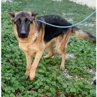Foto dell\'animale cane - Matr. 2023/2120 - Microchip 380260004646903