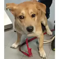 Foto dell\'animale cane - Matr. 2023/2121 - Microchip 380260044930560