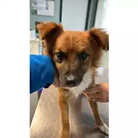 Foto dell\'animale cane - Matr. 2023/2127 - Microchip 380260044730220
