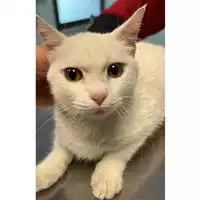 Foto dell\'animale gatto - Matr. 2023/2128 - Microchip 380260044931515