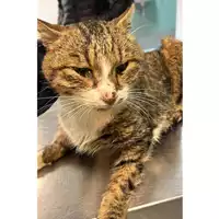 Foto dell\'animale gatto - Matr. 2023/2129 - Microchip 380260044927254