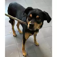 Foto dell\'animale cane - Matr. 2023/2132 - Microchip 380260102089663