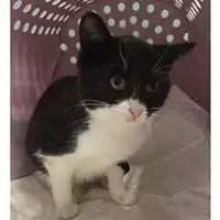 Foto dell\'animale gatto - Matr. 2023/2134 - Microchip 380260044930140