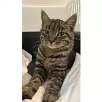 Foto dell\'animale gatto - Matr. 2023/2135 - Microchip 380260044731137