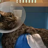 Foto dell\'animale gatto - Matr. 2023/2136 - Microchip 380260044929807
