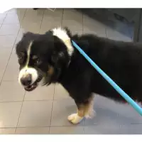 Foto dell\'animale cane - Matr. 2023/2139 - Microchip 380260002435052