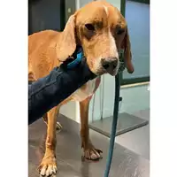 Foto dell\'animale cane - Matr. 2023/2143 - Microchip 380260044730886