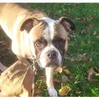 Foto dell\'animale cane - Matr. 2023/2142 - Microchip 380260045072289