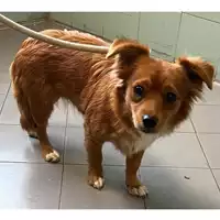 Foto dell\'animale cane - Matr. 2023/2145 - Microchip 380260043629646