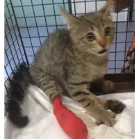 Foto dell\'animale gatto - Matr. 2017/1371 - Microchip 380260043267366