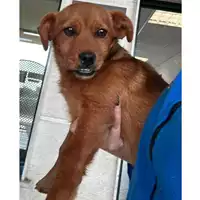 Foto dell\'animale cane - Matr. 2023/2147 - Microchip 380260044729331