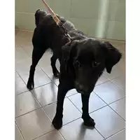Foto dell\'animale cane - Matr. 2023/2148 - Microchip 380260044730523