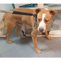 Foto dell\'animale cane - Matr. 2023/2151 - Microchip 380260101558059