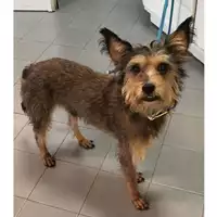 Foto dell\'animale cane - Matr. 2023/2154 - Microchip 380260044998206