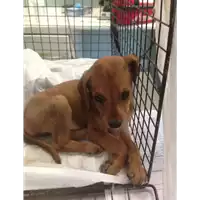Foto dell\'animale cane - Matr. 2017/1372 - Microchip 380260043267139