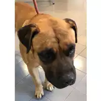 Foto dell\'animale cane - Matr. 2023/2155 - Microchip 380260140257164
