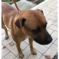 Foto dell\'animale cane - Matr. 2023/2156 - Microchip 380260140257165