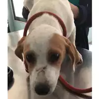 Foto dell\'animale cane - Matr. 2023/2158 - Microchip 380260044998270