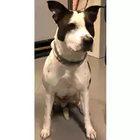 Foto dell\'animale cane - Matr. 2023/2160 - Microchip 380260160262562