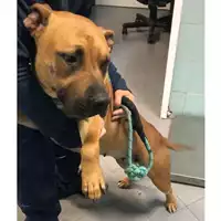Foto dell\'animale cane - Matr. 2023/2161 - Microchip 380260102124622
