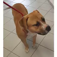 Foto dell\'animale cane - Matr. 2023/2162 - Microchip 380260044998182