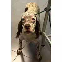 Foto dell\'animale cane - Matr. 2023/2165 - Microchip 380260002384218
