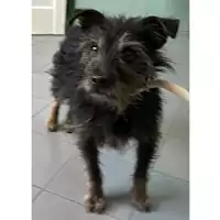 Foto dell\'animale cane - Matr. 2023/2168 - Microchip 380260044998319