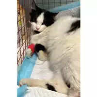 Foto dell\'animale gatto - Matr. 2023/2170 - Microchip 380260044981492