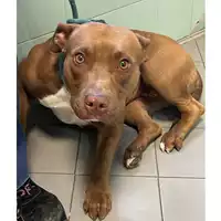 Foto dell\'animale cane - Matr. 2023/2175 - Microchip 380260044980749