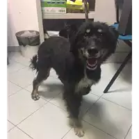 Foto dell\'animale cane - Matr. 2017/1374 - Microchip 380260000156432