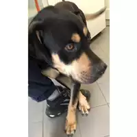 Foto dell\'animale cane - Matr. 2023/2177 - Microchip 380260044730293