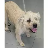 Foto dell\'animale cane - Matr. 2023/2178 - Microchip 380260044730688
