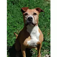 Foto dell\'animale cane - Matr. 2023/0156 - Microchip 380260101984889