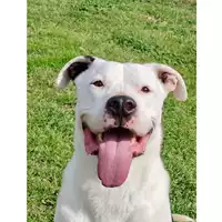 Foto dell\'animale cane - Matr. 2023/0157 - Microchip 380260004200866