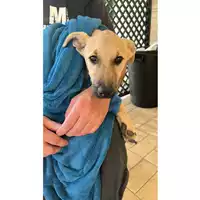 Foto dell\'animale cane - Matr. 2023/2179 - Microchip 380260044998290