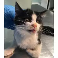 Foto dell\'animale gatto - Matr. 2023/2181 - Microchip 380260044997847