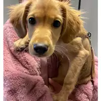 Foto dell\'animale cane - Matr. 2023/2182 - Microchip 380260044979718