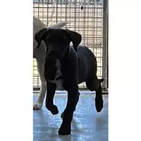 Foto dell\'animale cane - Matr. 2023/2184 - Microchip 380260044980241