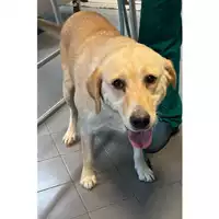 Foto dell\'animale cane - Matr. 2023/2183 - Microchip 380260044979596